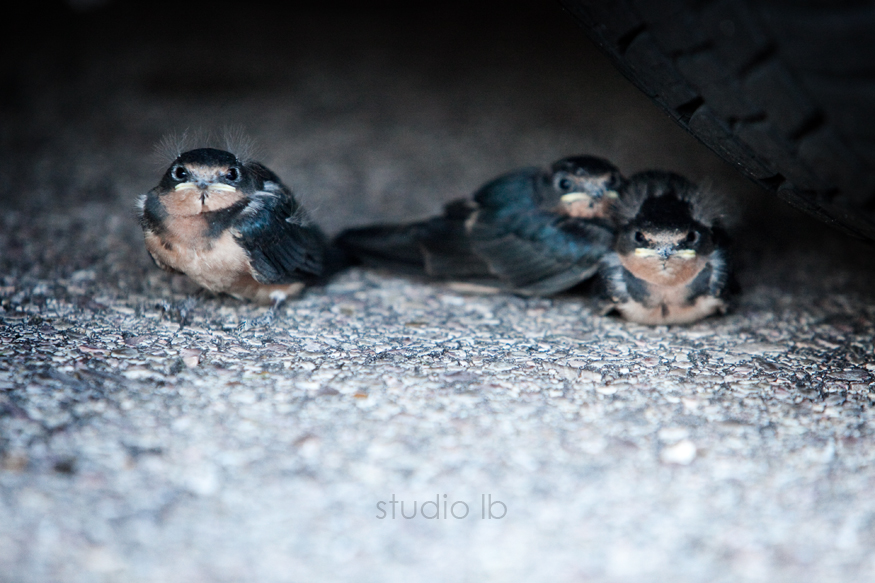 babybarnswallows