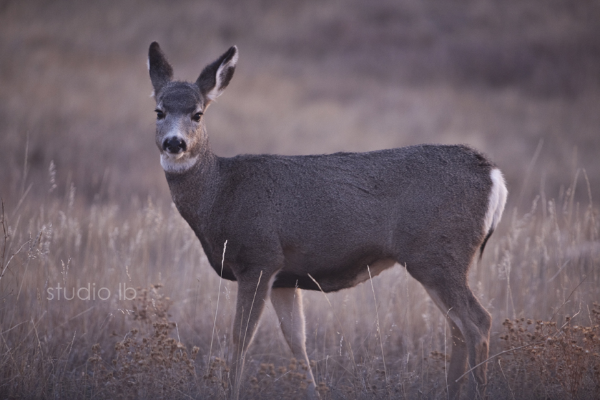 Custer State Park Sunrise_5