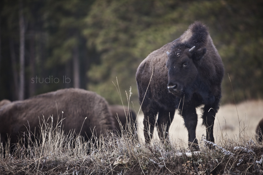 Custer State Park Sunrise_6